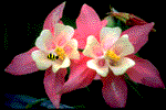 flora protetta