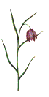Fritillaria