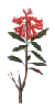 Rododendro